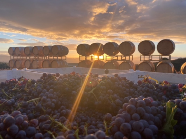 IMG_8140 grapes and wine barrels with a beautiful sunset