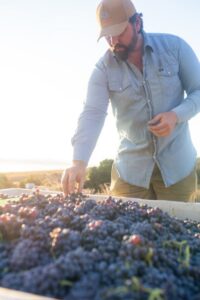 2024 Alamar Harvest Grenache Rose-7 Blake checking the grapes.